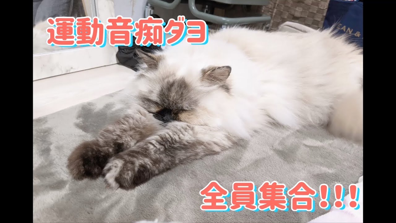ガンバレ!!!運動音痴ちゃん！【モフ猫ヒマラヤン】#Shorts
