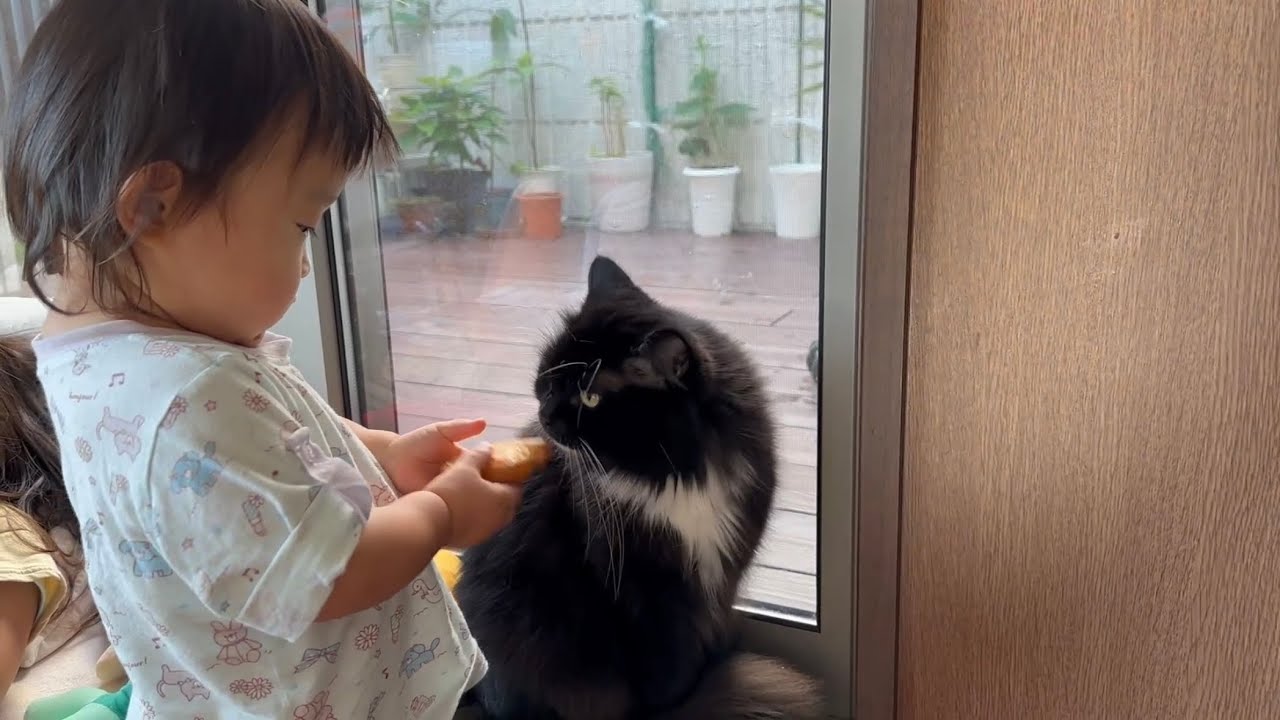 パンを与えられる猫　ノルウェージャンフォレスト　ラガマフィンA cat that receives a portion of bread. Norwegian . Ragamuffin.