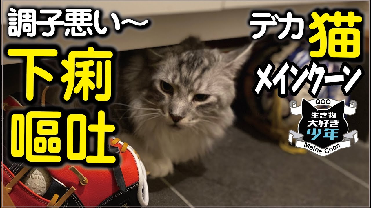 【メインクーン】猫も熱中症？下痢と嘔吐、食欲減退。換毛期・夏・大型猫の体調不良