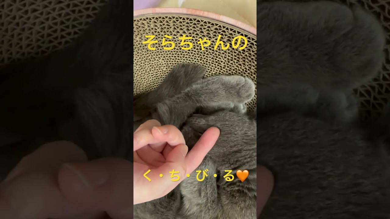 唇がセクシーキュートな猫（ロシアンブルー）#shorts