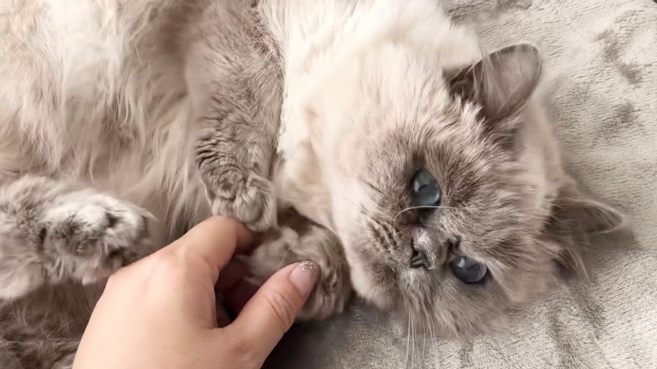 掃除中にゴロンゴロンして甘える猫 [ヒマラヤン]／Cat lying down while cleaning.[Himalayan]
