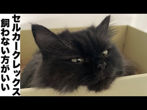 セルカークレックス【猫】を飼わない方がいい理由