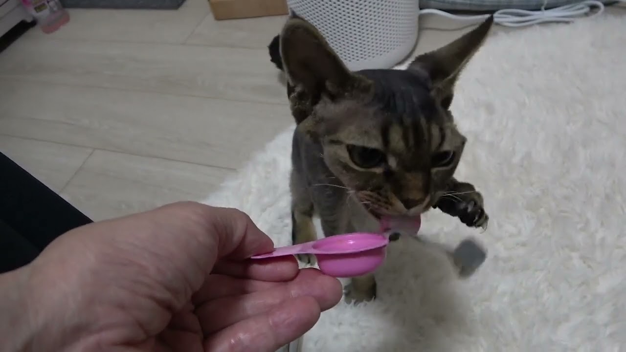 デボンレックス子猫ににゃんスプーンをあげました。（Giving a cat snack nyan-spoon to Devon Rex Kitten)