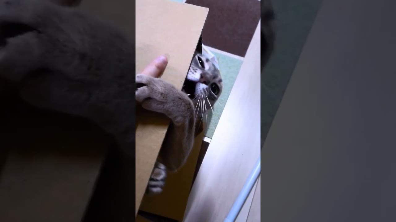 猫パンチ！ #アビシニアン #猫