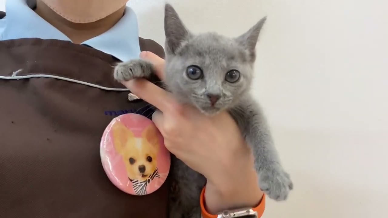 【ロシアンブルー】おっとり女の子♡