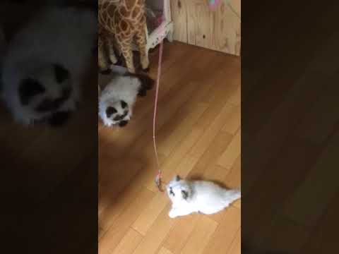 可愛いペルシャ子猫と ヒマラヤン 遊び