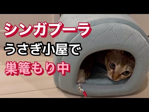 うさぎ小屋で巣ごもり中　シンガプーラ