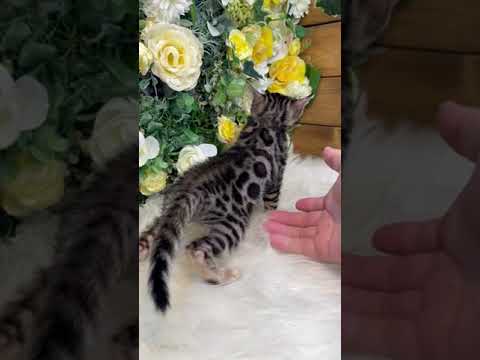 ベンガル ブラウン・スポテッド・タビー(ロゼット)の女の子。