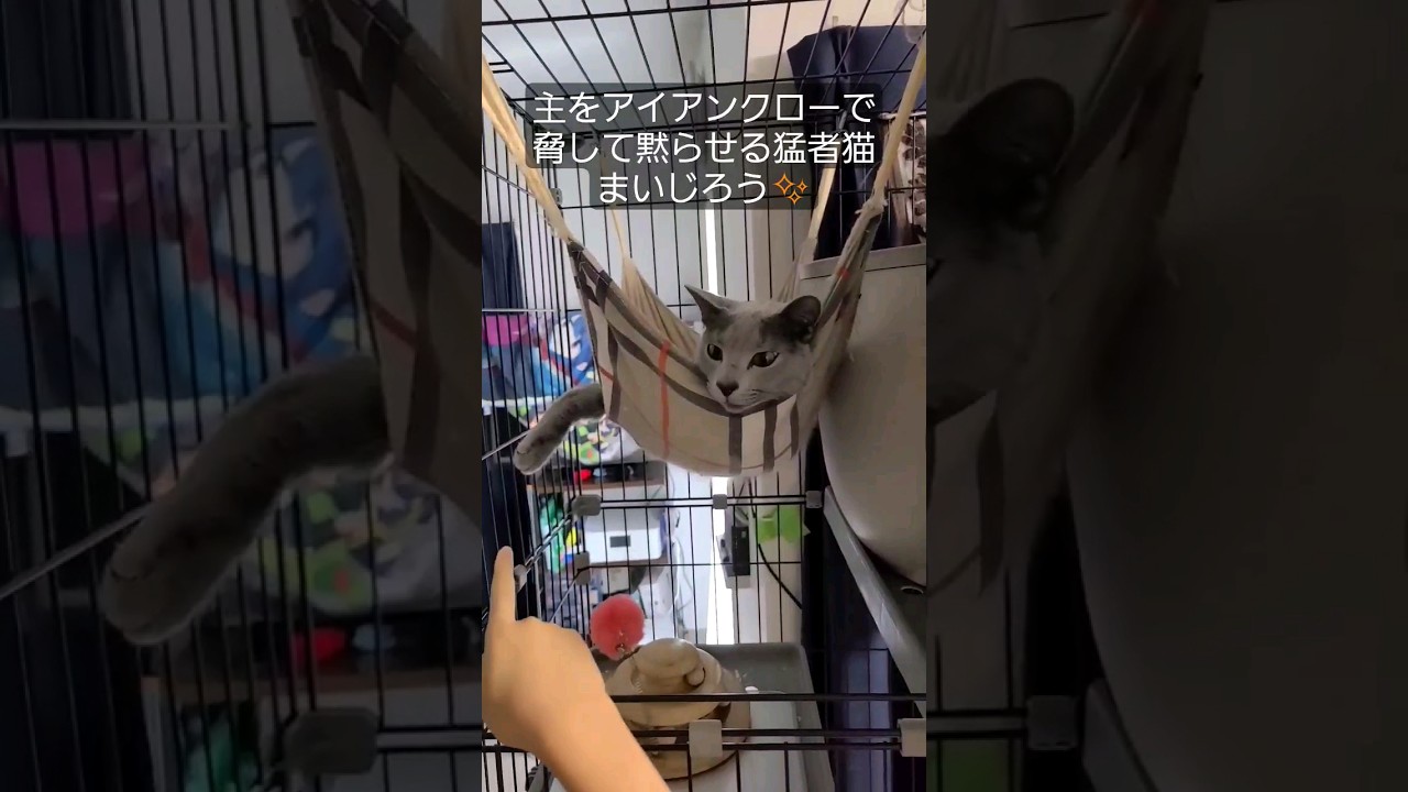後ろ足さわって見たら脅された #猫 #ロシアンブルー #shorts
