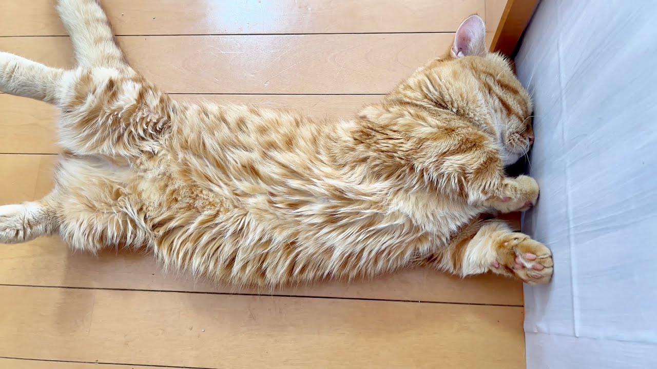 夢の中で前に進めなくなってる熟睡猫ぽちゃくんがたまらなくかわいい！