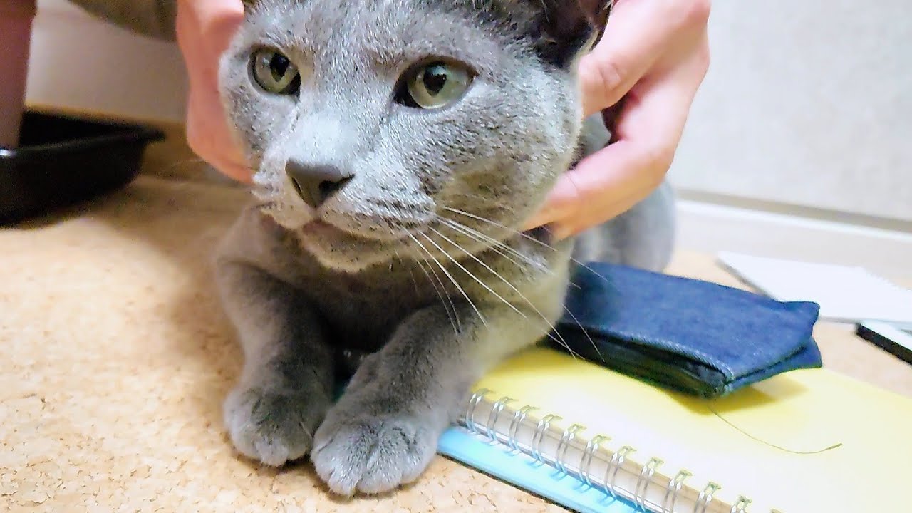 【猫動画】帰宅直後の旦那に甘えるロシアンブルー【russianbule】Russian blue spoiled by husband who came home