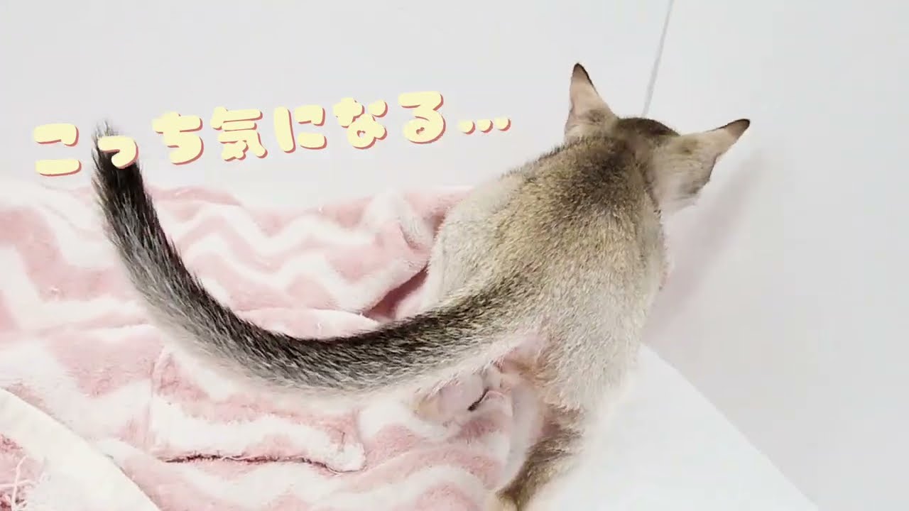 【シンガプーラ】ようこそ高井戸店へ