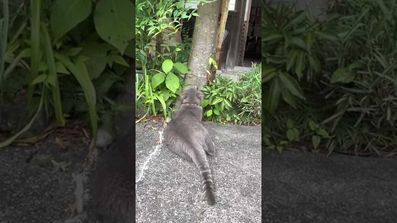 #風の猫　琵琶の木の根元で遊ぶ猫…　#shorts