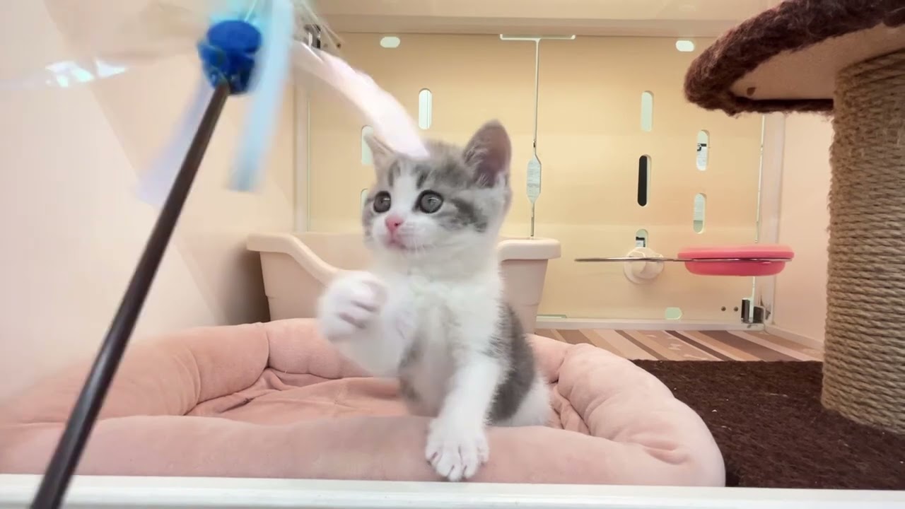 ブリティッシュショートヘア