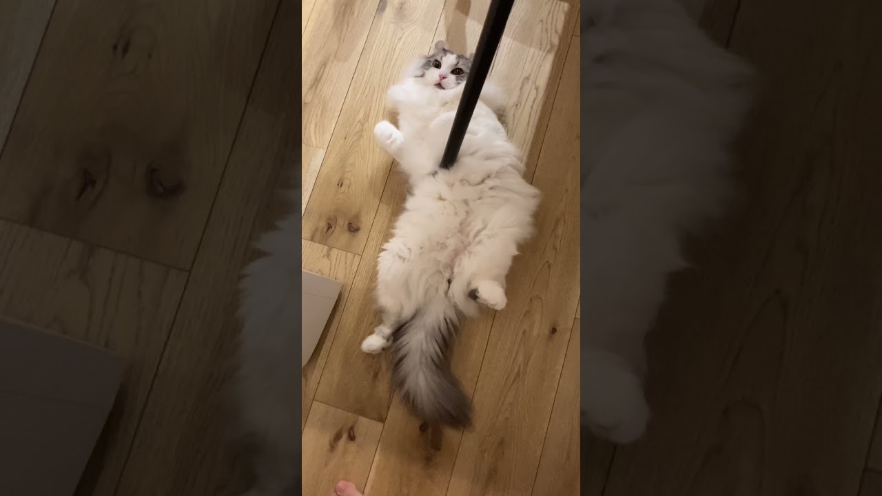 脱出イリュージョンを披露するアメリカンカールのフラッフィーくん