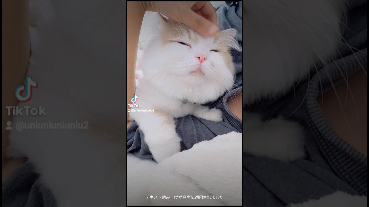 朝はまったりな子猫 #ラガマフィン #猫動画 #子猫 #cat #癒し