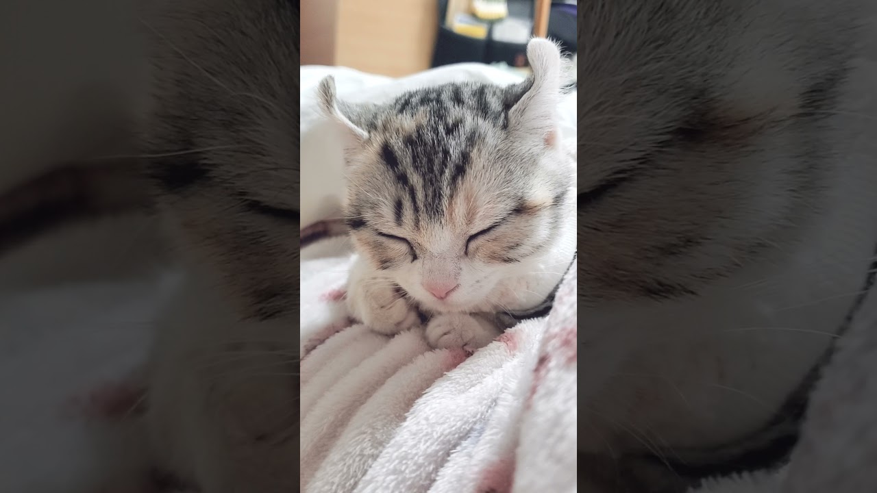 [子猫] (短足マンチカン×アメリカンカール)キンカロー~寝顔がすごく可愛いです  #S2