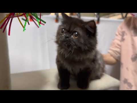 ペルシャ ペルシャ ブラック