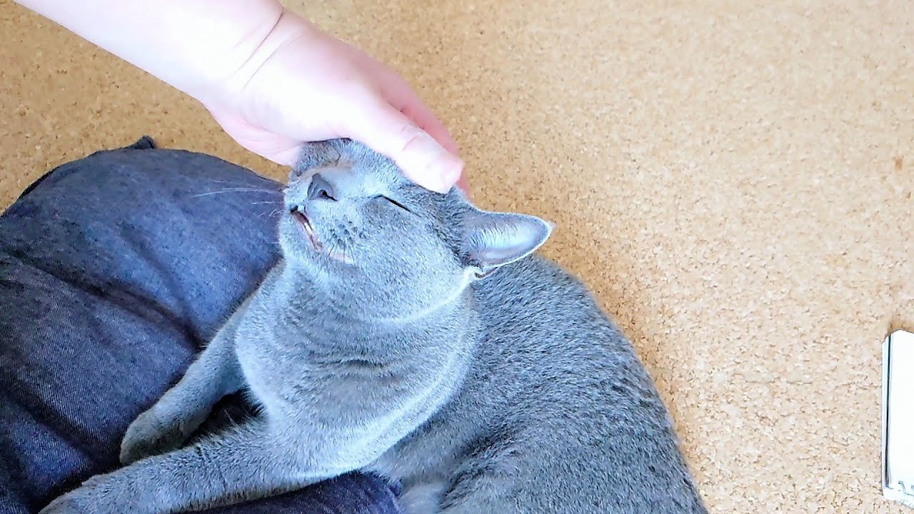 【猫動画】嫁が使おうとしたクッションに座るロシアンブルー【russianbule】Russian blue sitting on a cushion that owner tried to use