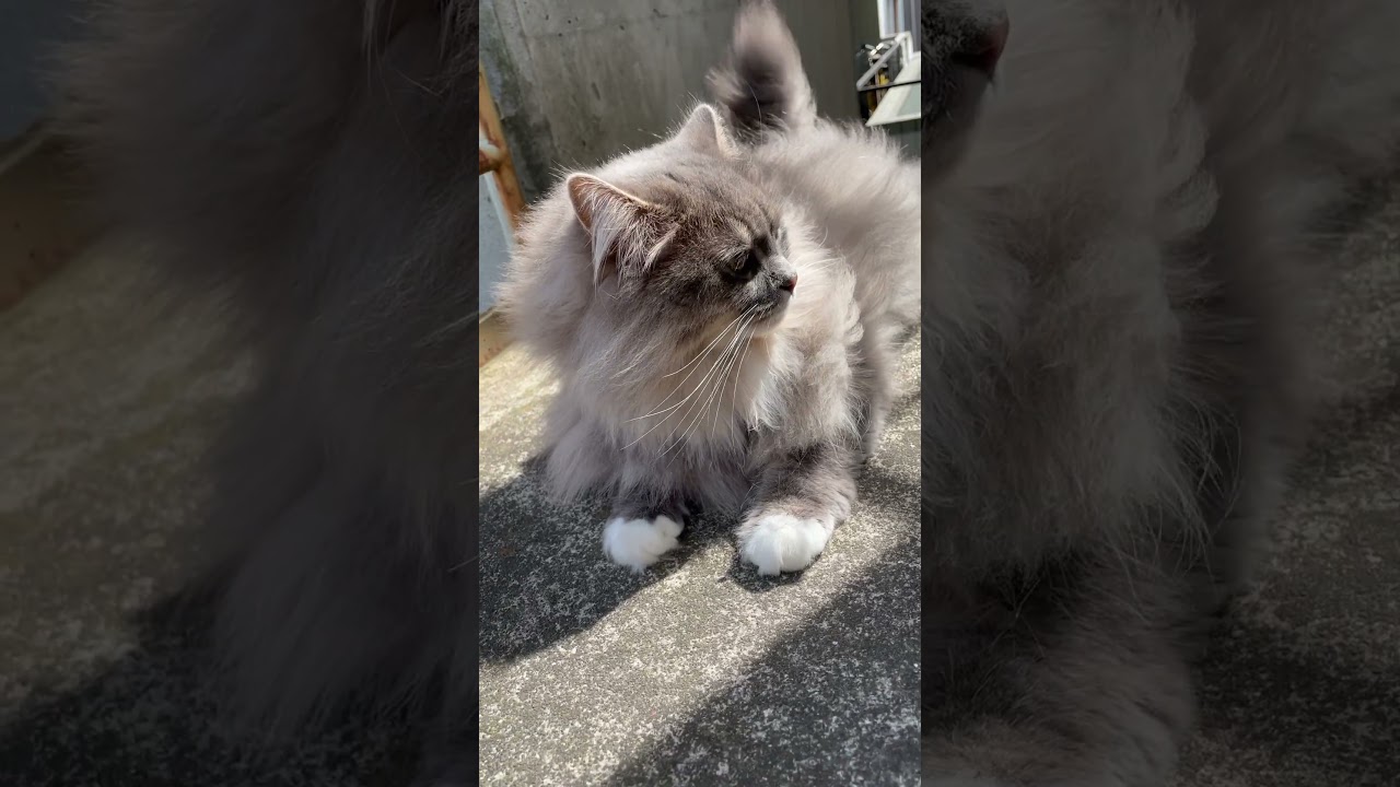 サイベリアン猫日記【2023.04.29その2】1歳10ヶ月 #siberiancat