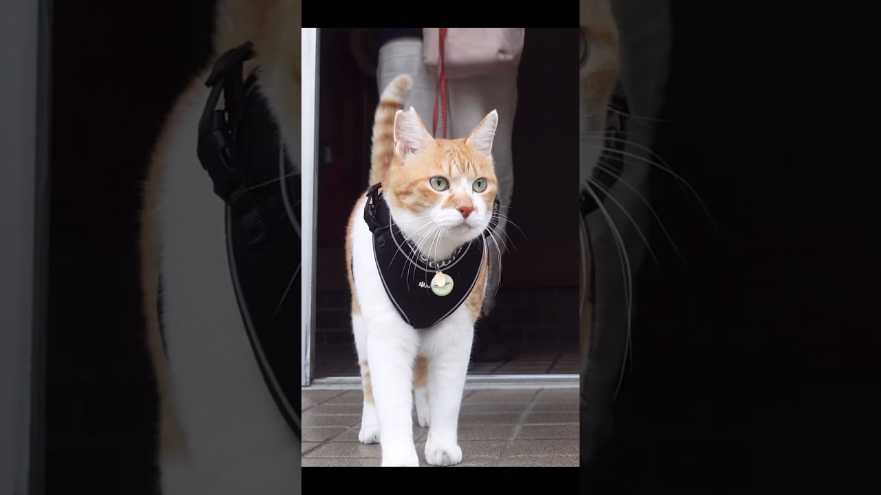 ご機嫌だった猫がブチギレたわけ【出陣シリーズ】 #元野良猫チャチャ #cat #ねこ #猫 #猫武将 #猫侍 #ねこさんぽ #ルーティン #shorts