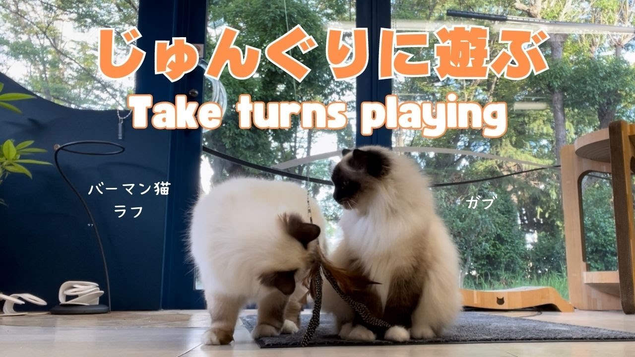 バーマン猫ガブとミカとウリとラフ【じゅんぐりに遊ぶ】Take turns playing（バーマン猫）Birman/Cat