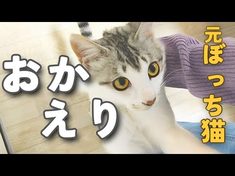 【元保護猫】飼い主大好きな子猫がお留守番したら超甘えん坊に...。