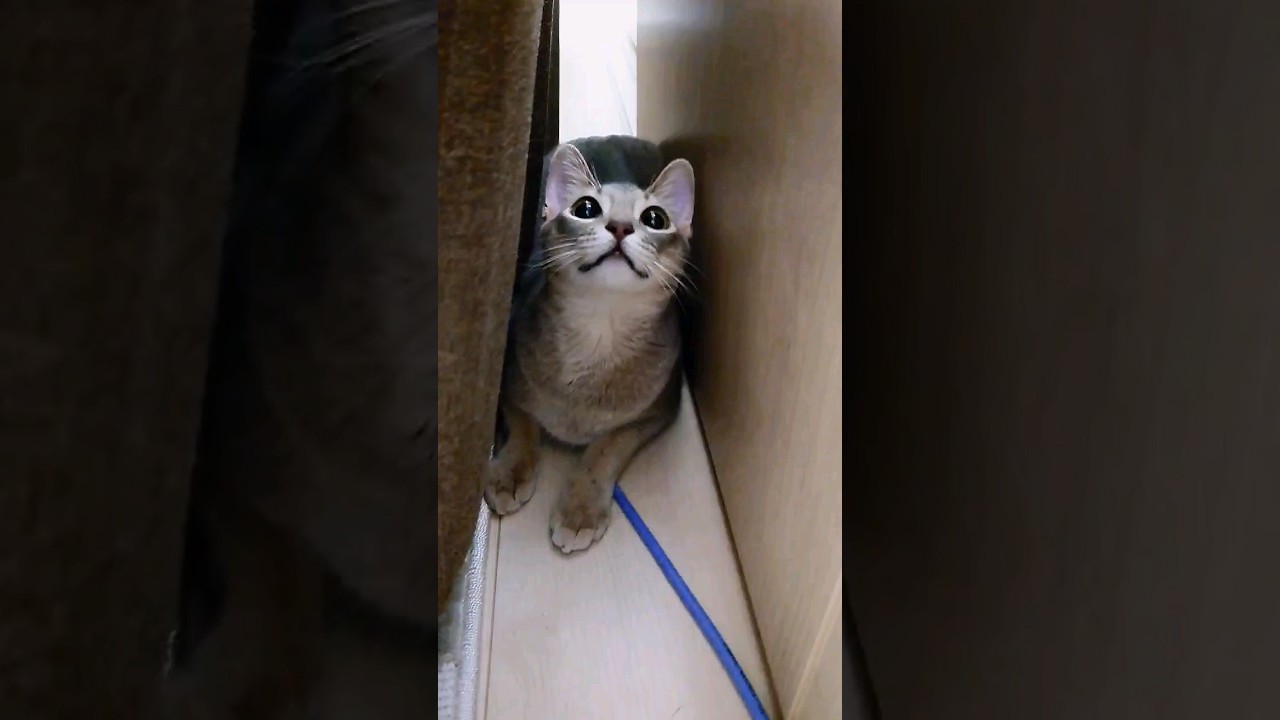 ただただ可愛い #猫 #アビシニアン