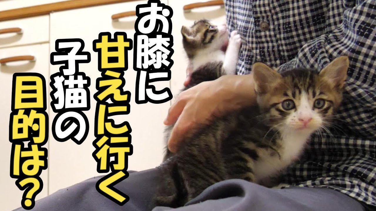 子猫たちが仲良くおじさんの足にぴょんっ！【赤ちゃん猫　保護猫】