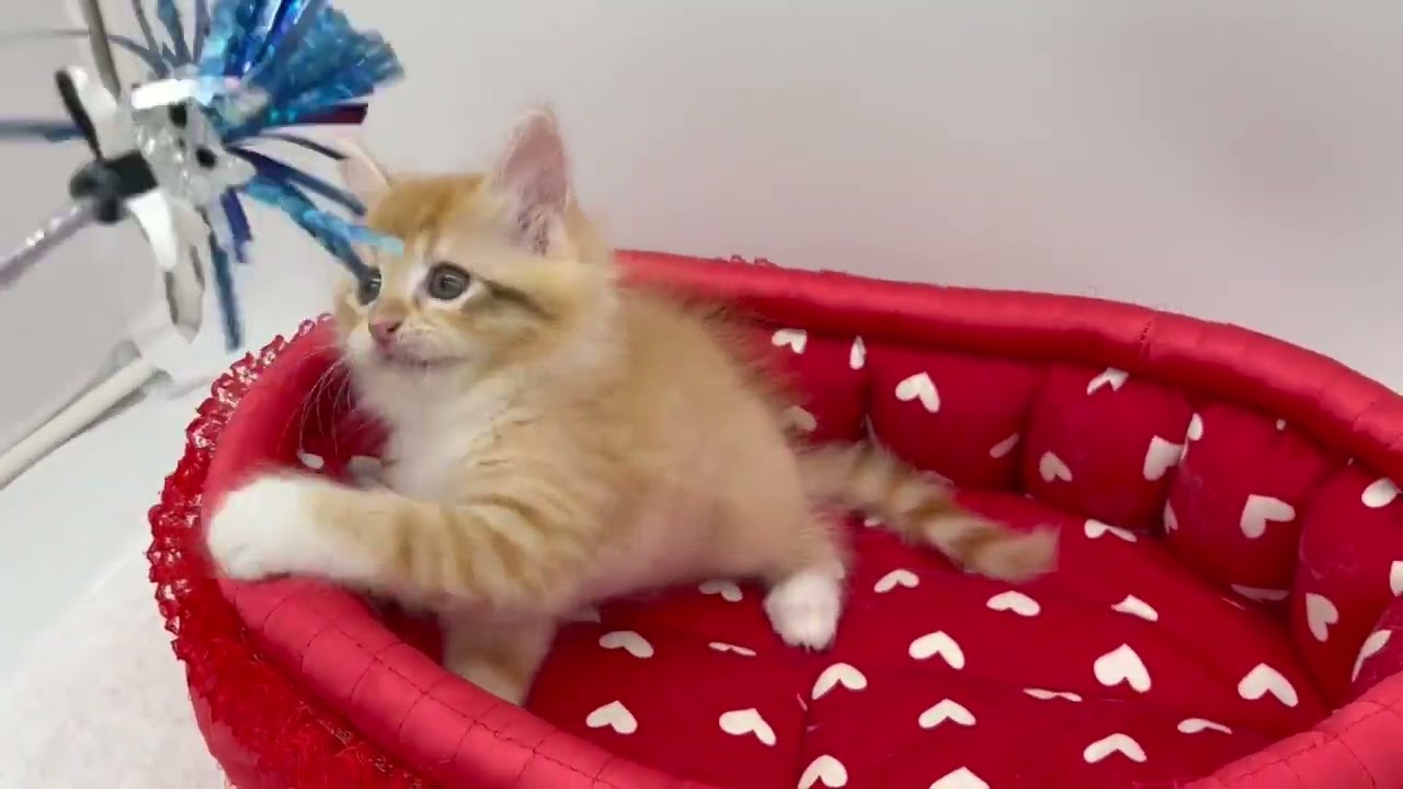 マンチカン レッドタビー&ホワイト（ロングヘアー）の女の子♡