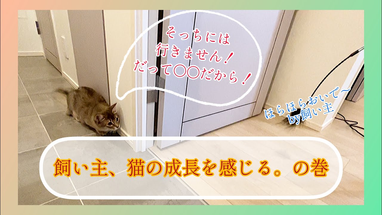 【ソマリ】猫ってとっても賢いのね....と思った動画はこちらです。