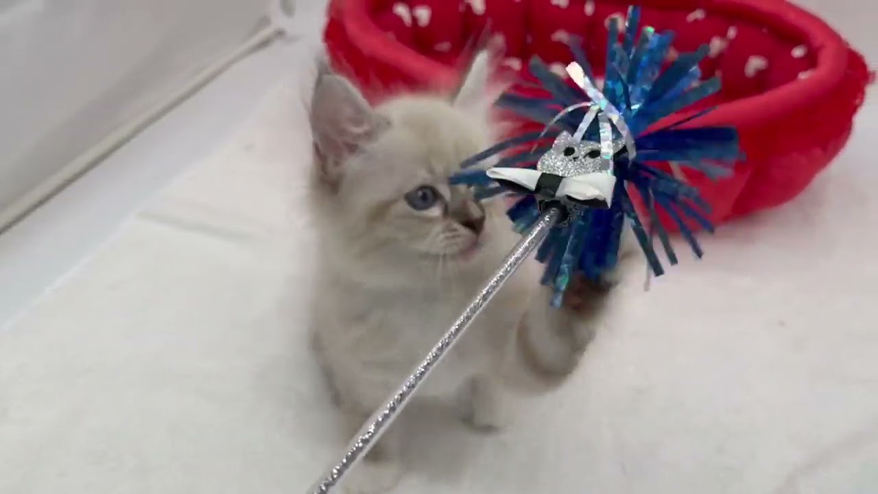 マンチカン シールリンクスポイント&ホワイト（ロングヘアー）の男の子♪