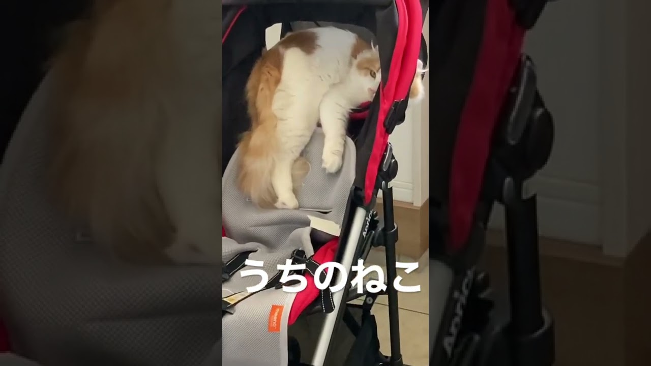 アメリカンカール/猫/癒し/かわいい❤️