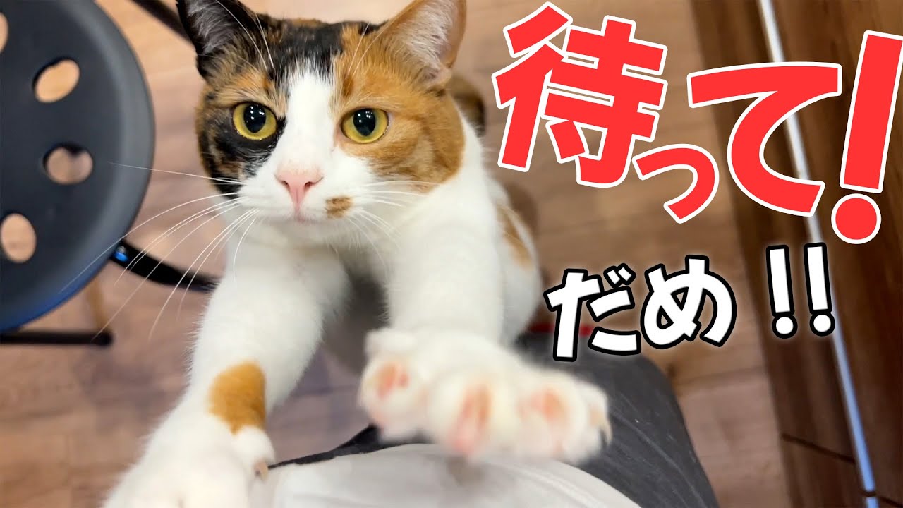 料理しようとすると全力で止めようとしてくる猫