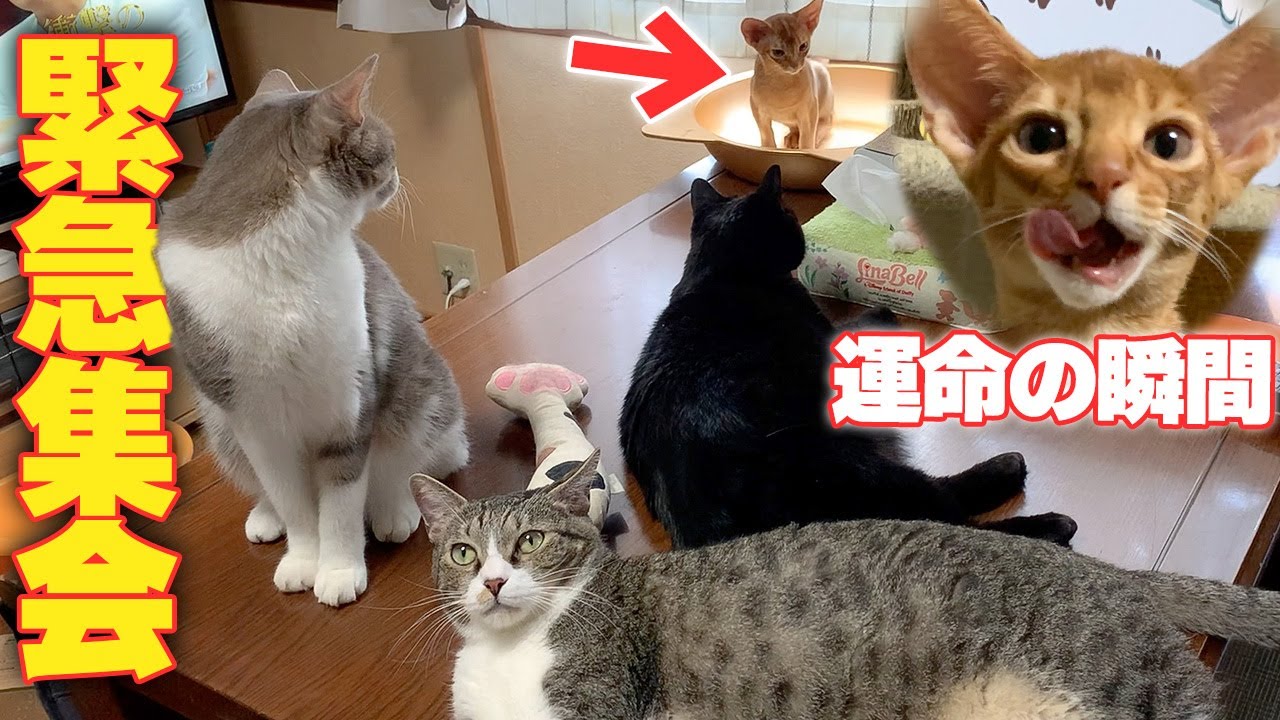 新しくやってきた子猫について、先住猫達が緊急で猫集会を開きました。果たして子猫は受け入れてもらえたのでしょうか…？