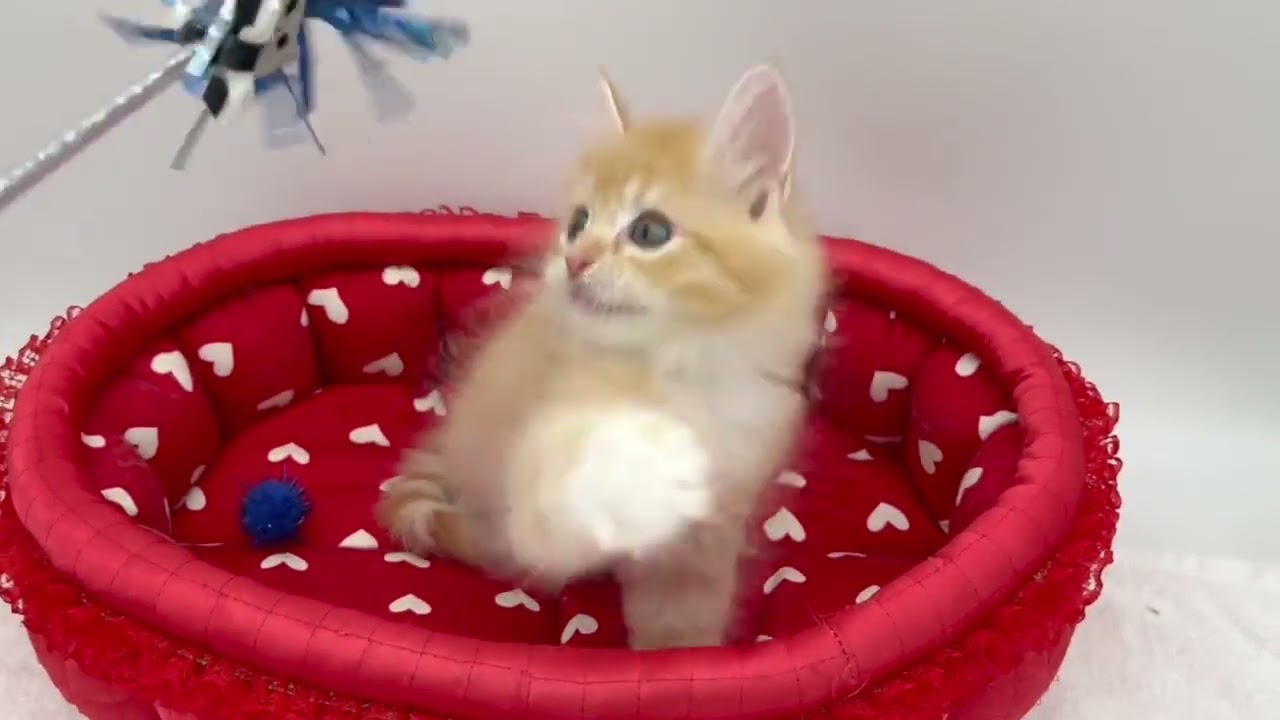 マンチカン レッドタビー&ホワイト（ロングヘアー）の男の子♪