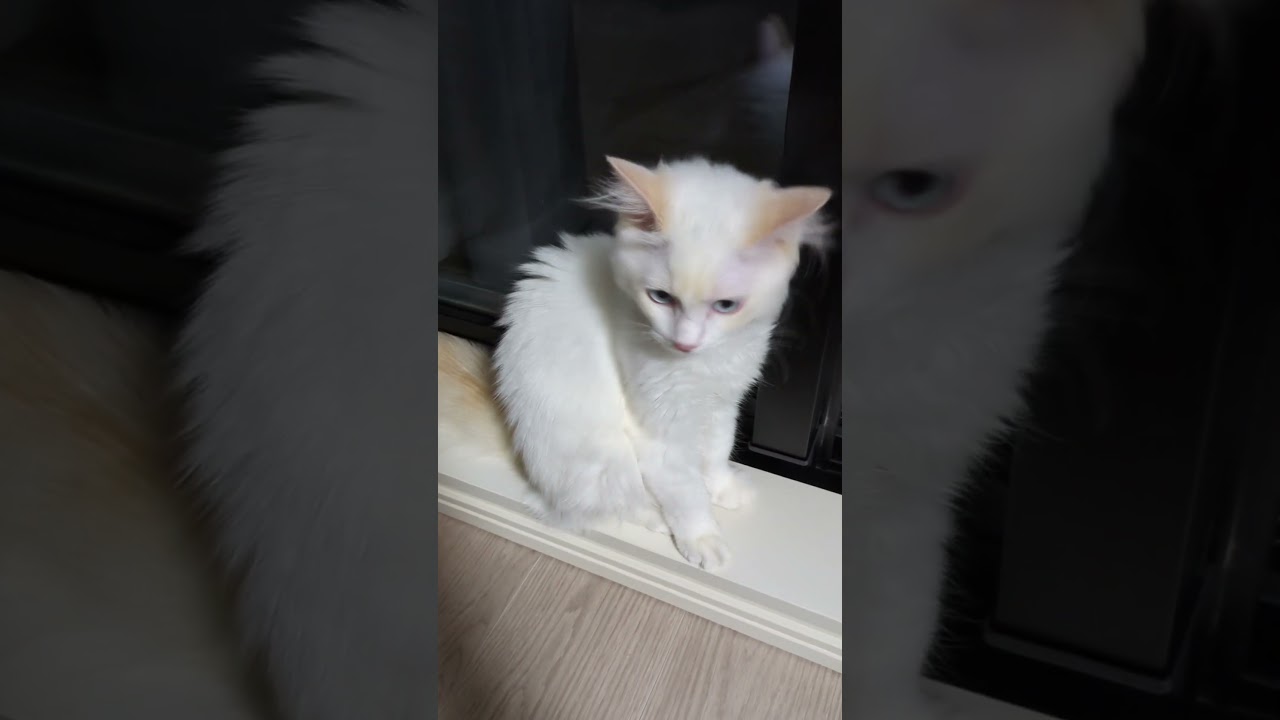 猫ちゃんみーつけた② #ラグドール #子猫 #cat