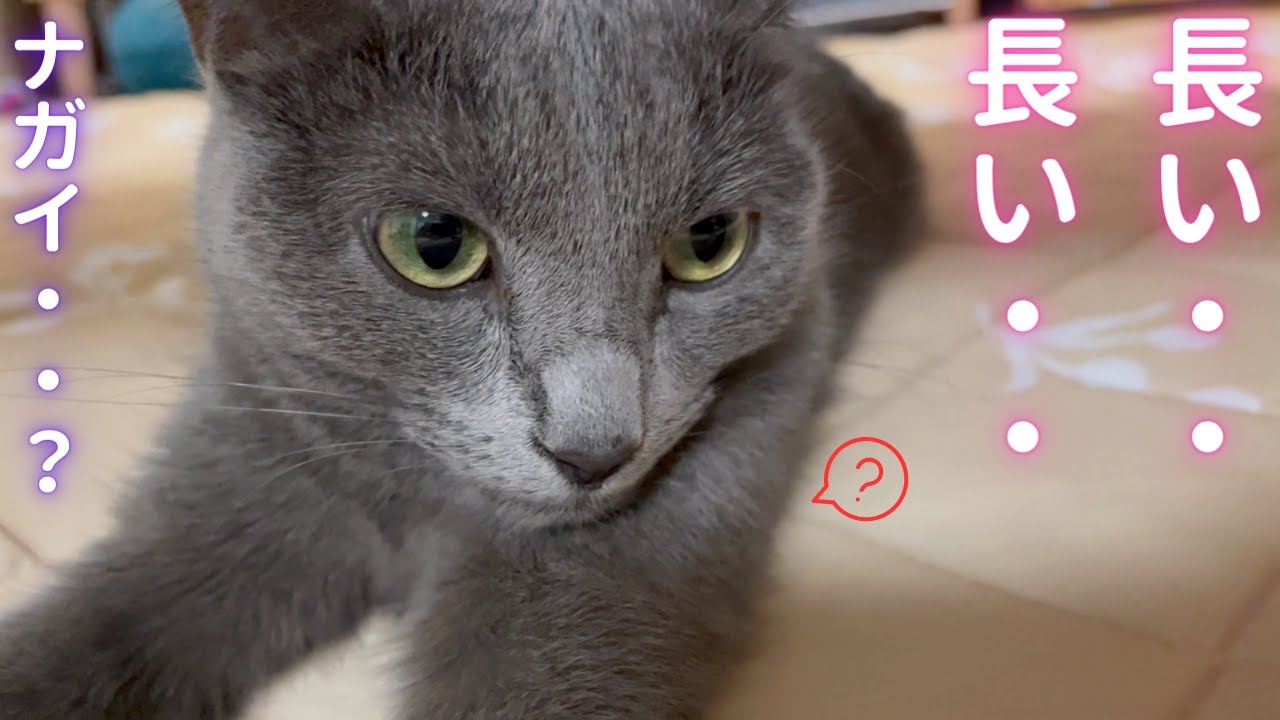｢長い｣動画withそらちゃん🐈‍⬛（ロシアンブルー）