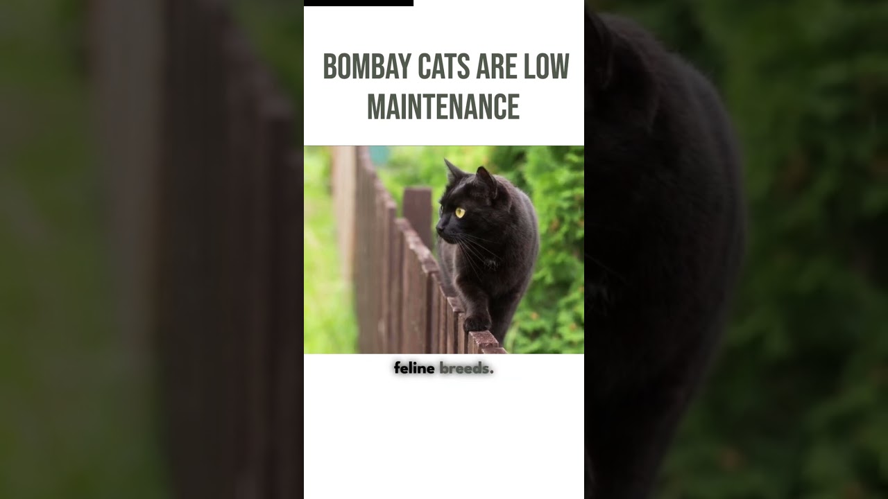 Bombay Cats Are Puuuurfect #shorts