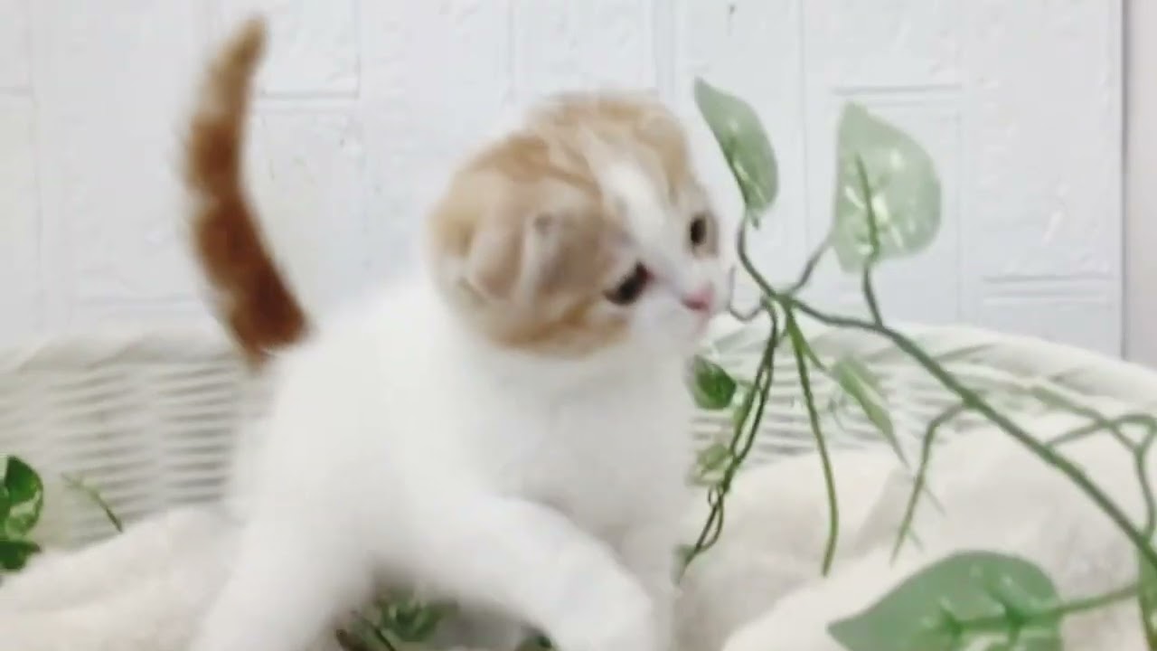 スコティッシュフォールド♂2211D635