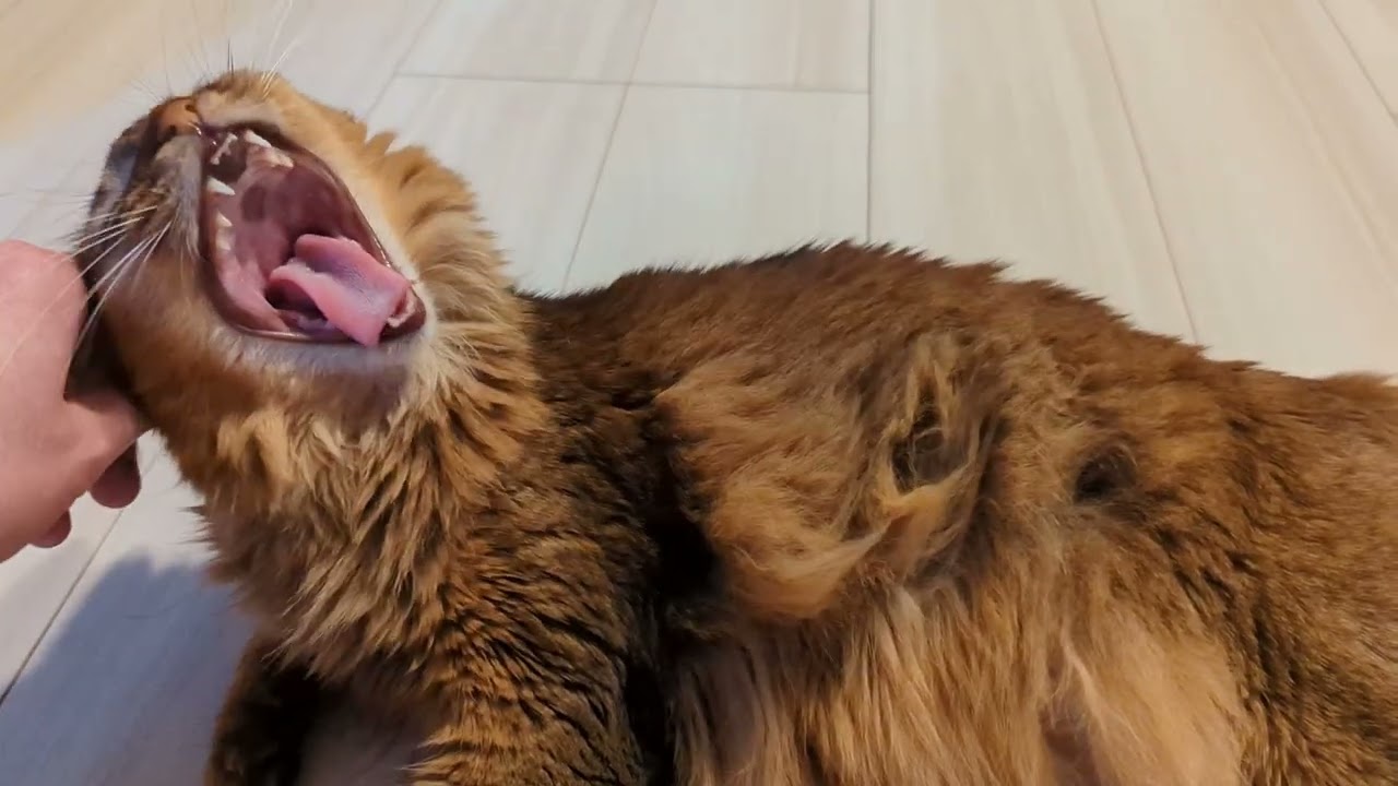 【554日目】なでり #ソマリ #cat