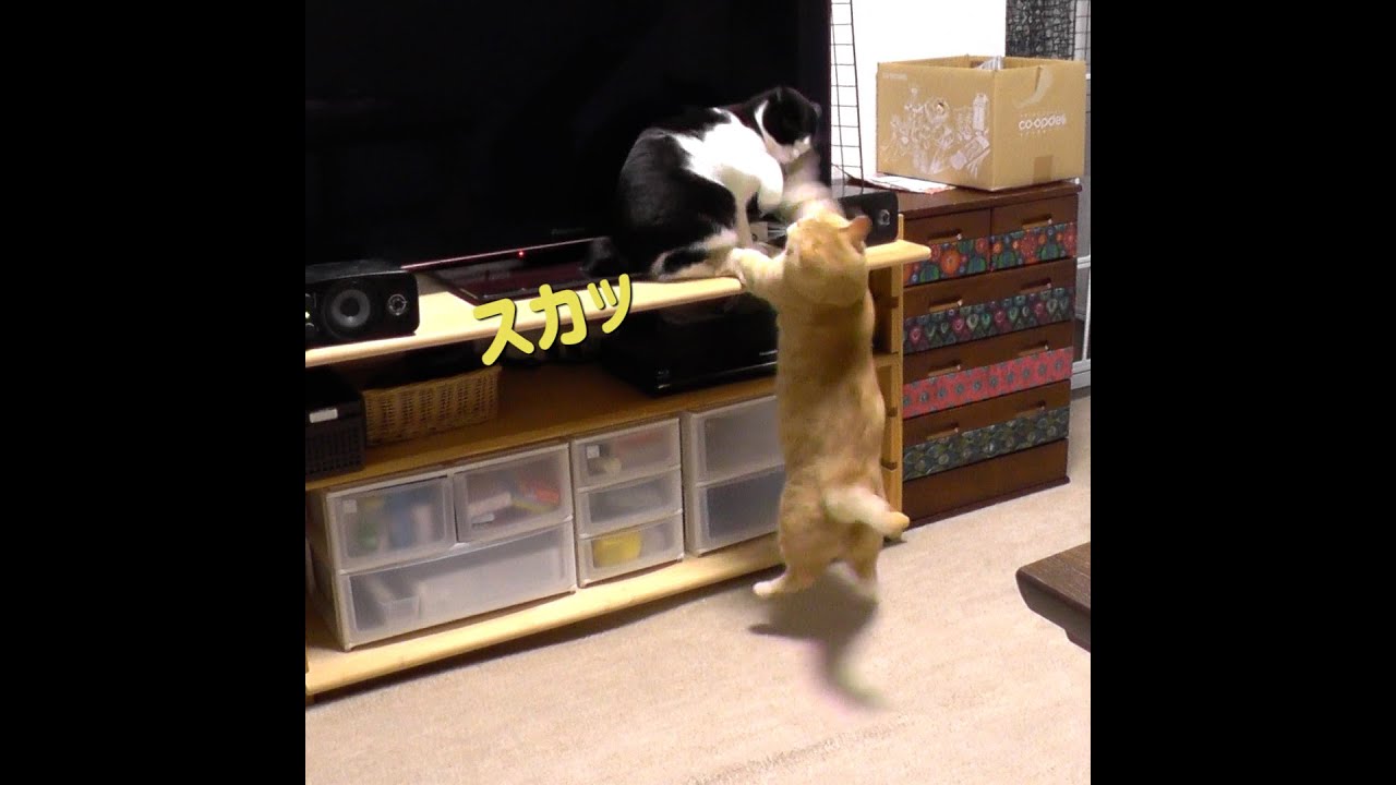 猫パンチが届かなかった猫…【マンチカン】＃Shorts