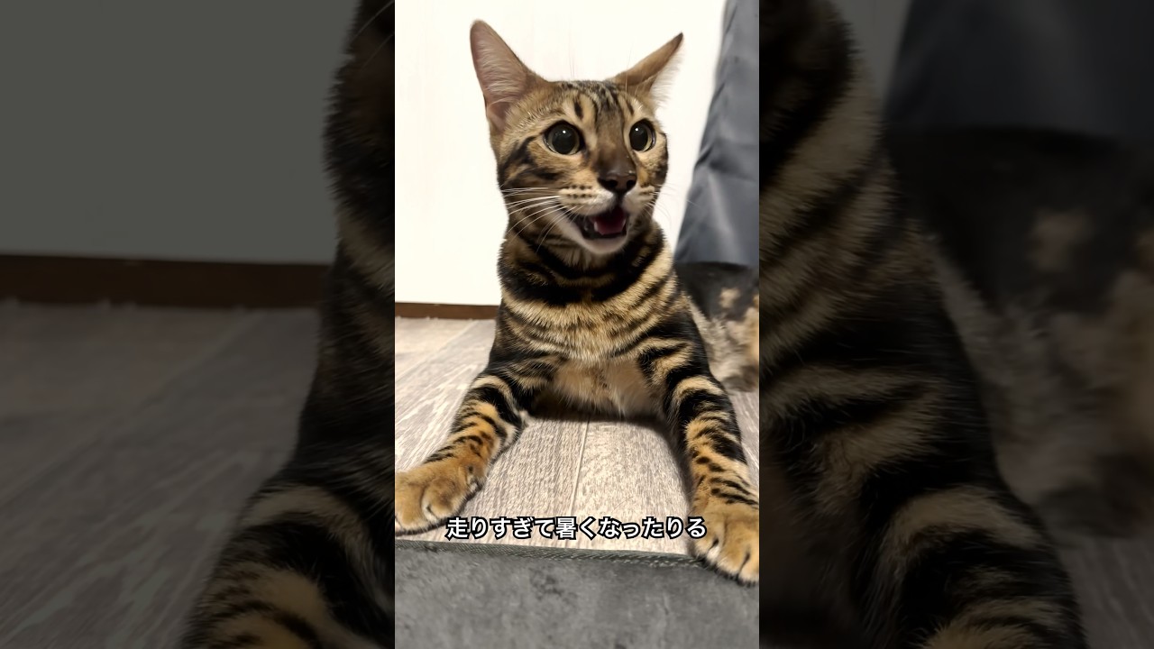ネコではなくほんとはイヌ？？【子猫】 #shorts #猫 #ベンガル