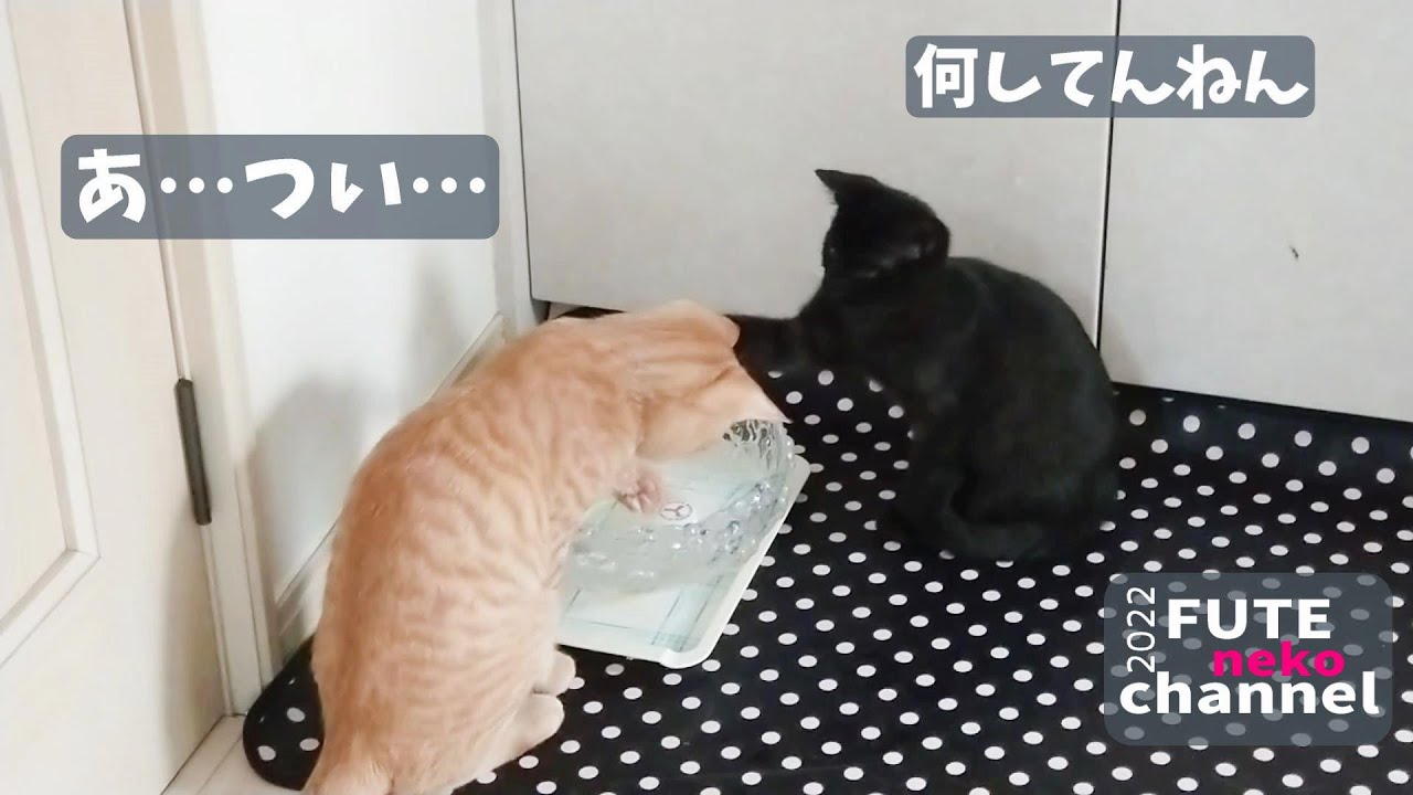 落ちたキャップを救い出せ【保護子猫】