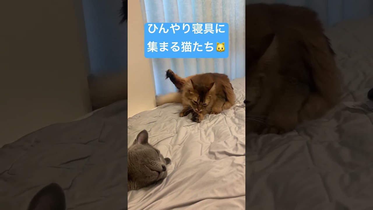 暑くてぐだぐだする我が家のねこ #ソマリ #ロシアンブルー #しっぽ吸い