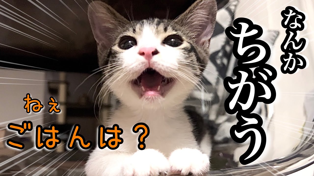 去勢手術の前日、いつもと違う様子でソワソワしちゃう3ヶ月の子猫【保護猫】