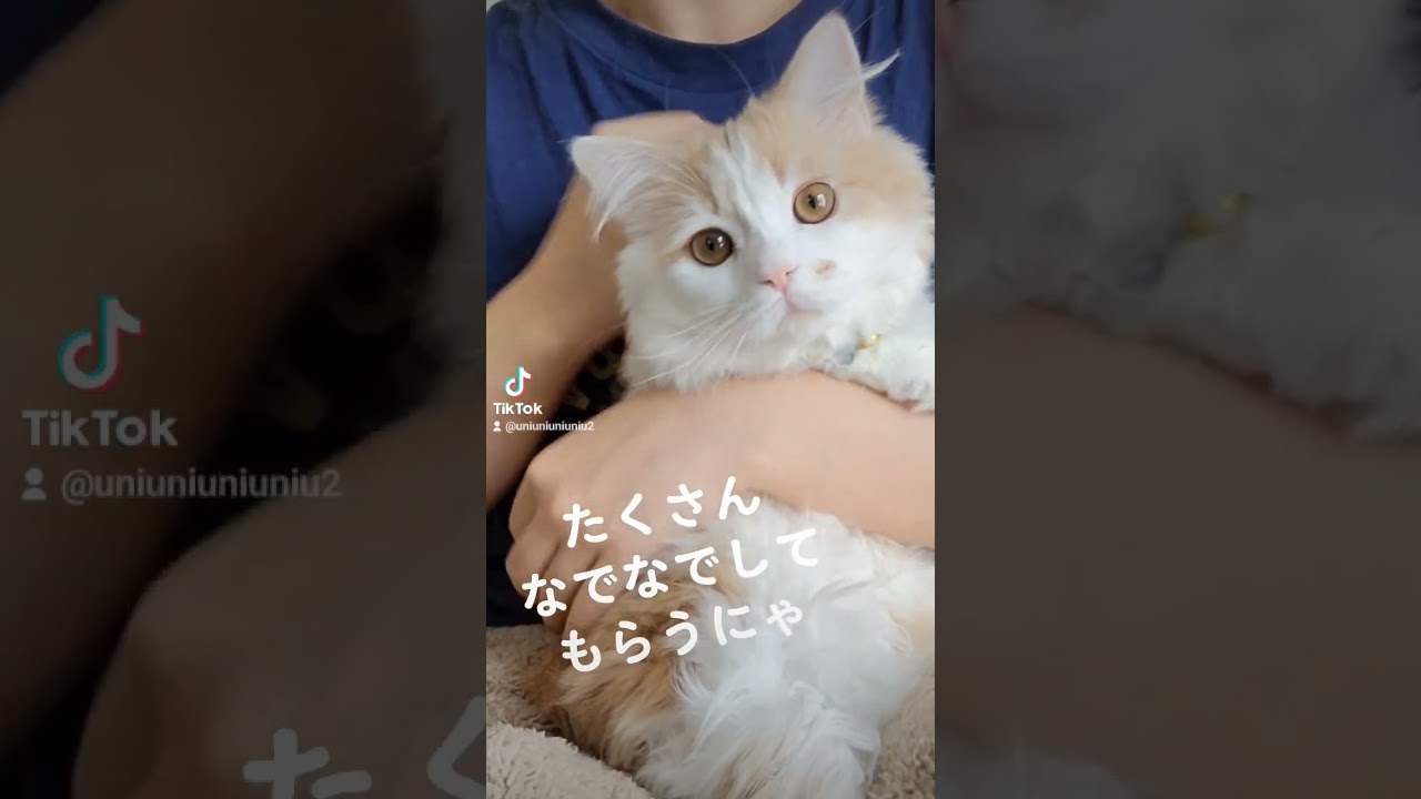 【オフショット】踊らされてみた猫 #ラガマフィン #猫動画 #cat #shorts