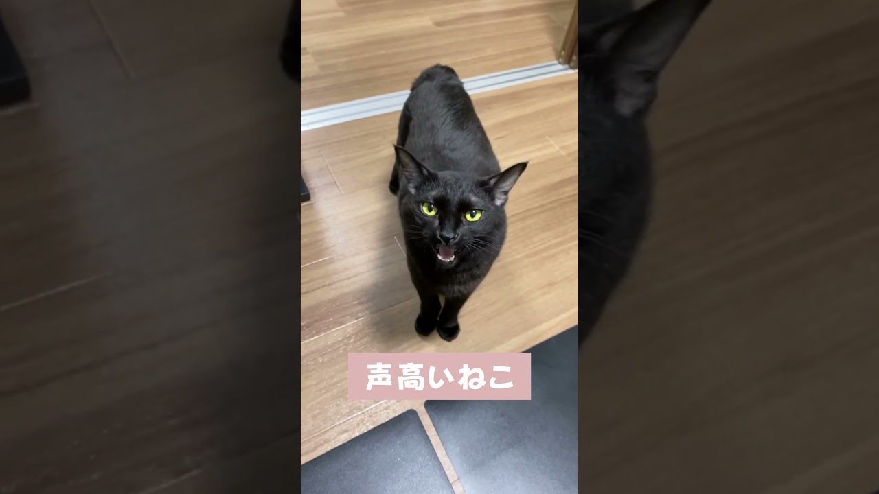 思ったより声高い猫 #shorts