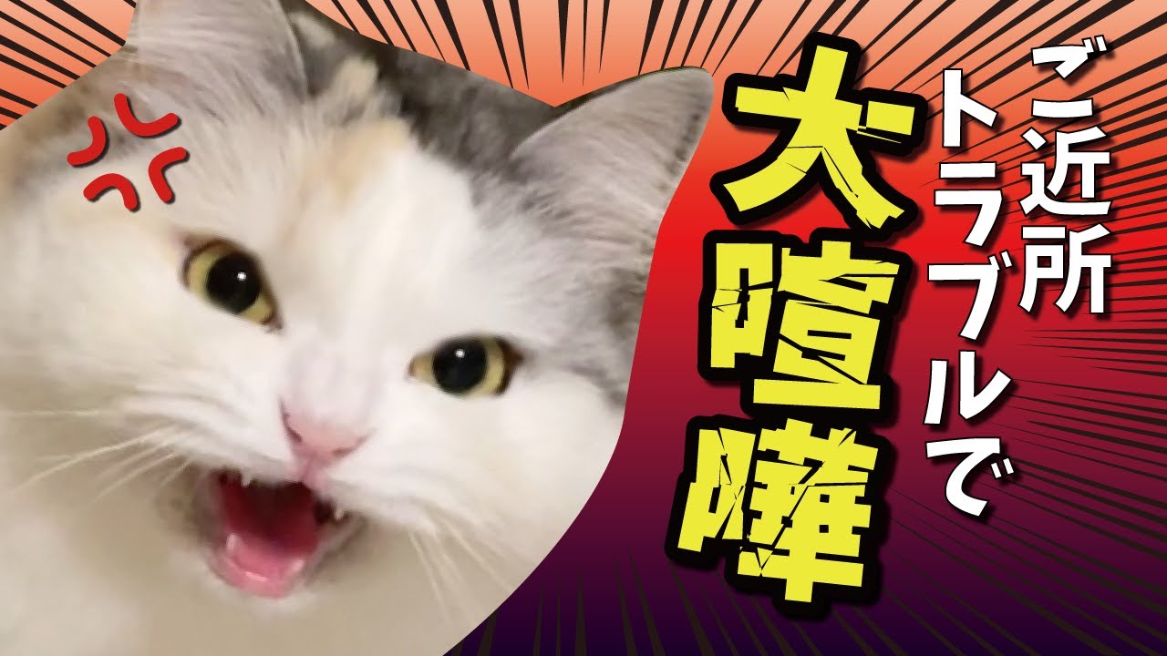 【ご近所トラブル】ガチでヤバい奴がいて大喧嘩になりました…【関西弁でしゃべる猫】