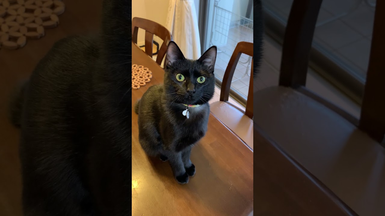 可愛い黒猫さんをただ眺めるだけの動画 #shorts